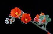 Sphaeralcea munroana, Orange Mallow